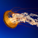 Profile picture of Lizelle